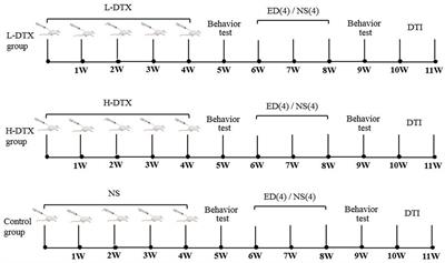 Docetaxel-induced cognitive impairment in rats can be ameliorated by edaravone dexborneol: Evidence from the indicators of biological behavior and anisotropic fraction